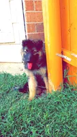 Blue, a male German Shepherd Dog for sale in Irving, TX – 9 of 10