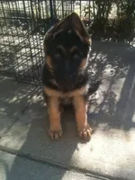 Pink, a female German Shepherd Dog for sale in Irving, TX – 5 of 9