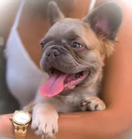 Huncho, a male French Bulldog for sale in Irving, TX – 5 of 6