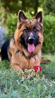 Blue, a male German Shepherd Dog for sale in Irving, TX – 1 of 10