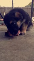 Vera, a female German Shepherd Dog for sale in Irving, TX – 6 of 10