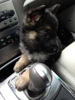 Pink, a female German Shepherd Dog for sale in Irving, TX – 8 of 9