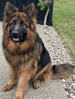 Blue, a male German Shepherd Dog for sale in Irving, TX – 3 of 10