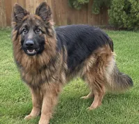 Blue, a male German Shepherd Dog for sale in Irving, TX – 4 of 10