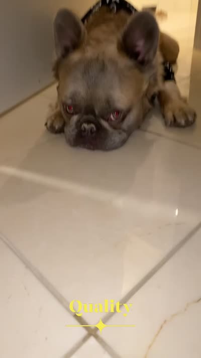 Huncho, a male French Bulldog for sale in Irving, TX – 6 of 6