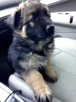 Vera, a female German Shepherd Dog for sale in Irving, TX – 10 of 10