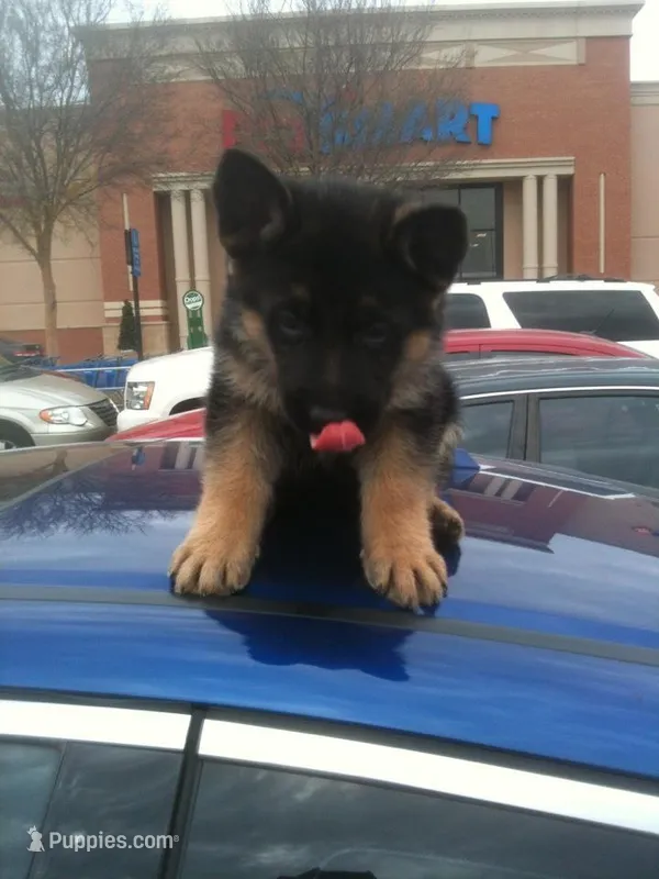 Pink – German Shepherd Dog puppy for sale in Irving, TX
