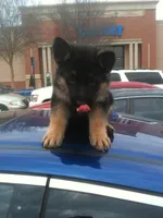 Pink, a female German Shepherd Dog for sale in Irving, TX – 7 of 9