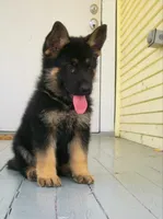 Blue, a male German Shepherd Dog for sale in Irving, TX – 7 of 10