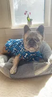 Huncho, a male French Bulldog for sale in Irving, TX – 2 of 6
