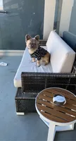 Huncho, a male French Bulldog for sale in Irving, TX – 3 of 6