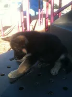 Pink, a female German Shepherd Dog for sale in Irving, TX – 6 of 9