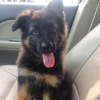 Blue, a male German Shepherd Dog for sale in Irving, TX – 6 of 10