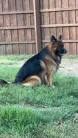 Pink, a female German Shepherd Dog for sale in Irving, TX – 4 of 9