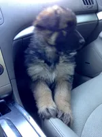 Vera, a female German Shepherd Dog for sale in Irving, TX – 7 of 10