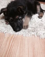 Blue, a male German Shepherd Dog for sale in Irving, TX – 8 of 10