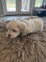 Wemby , a male Maltese for sale in Canyon Lake, TX – Photo 7 of 7