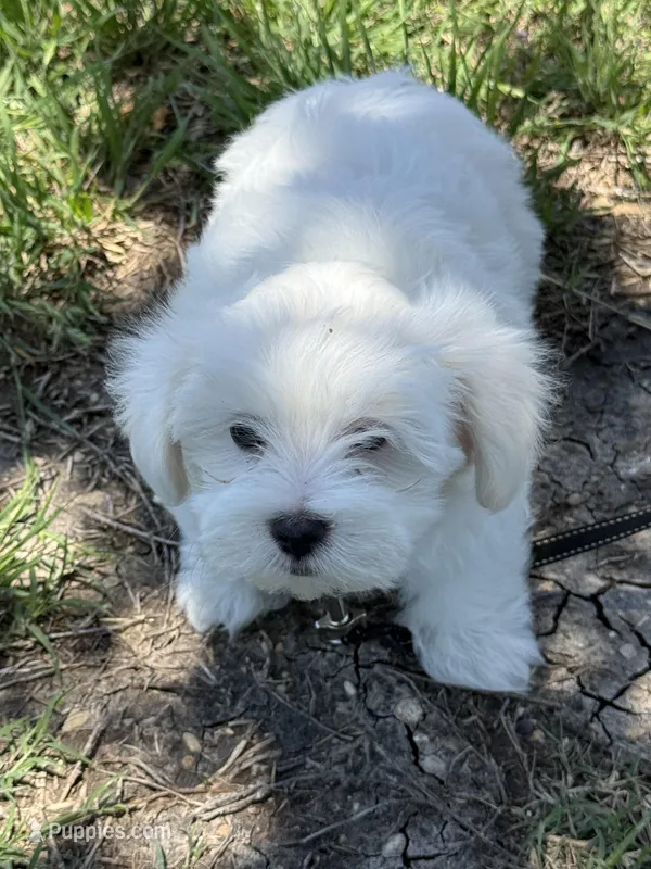 Wemby  – Maltese puppy for sale in Canyon Lake, TX