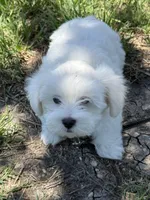 Wemby , a male Maltese for sale in Canyon Lake, TX – Photo 1 of 7