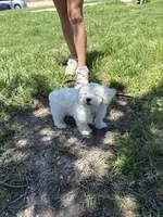 Wemby , a male Maltese for sale in Canyon Lake, TX – Photo 2 of 7