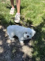 Wemby , a male Maltese for sale in Canyon Lake, TX – Photo 3 of 7
