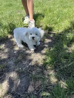 Wemby , a male Maltese for sale in Canyon Lake, TX – Photo 5 of 7
