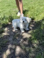 Wemby , a male Maltese for sale in Canyon Lake, TX – Photo 4 of 7
