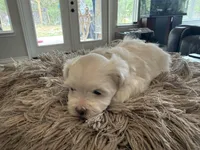 Wemby , a male Maltese for sale in Canyon Lake, TX – Photo 6 of 7