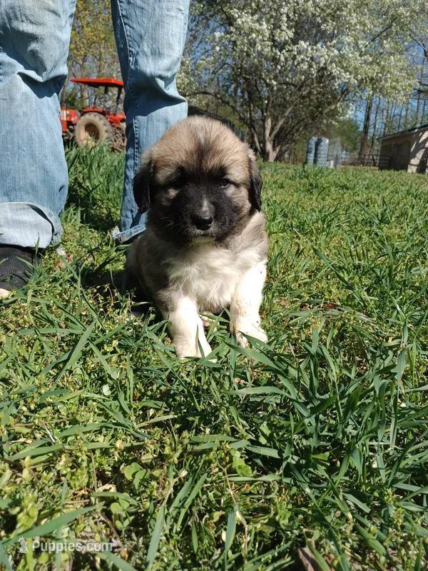 Boy 5 – Anatolian Shepherd Dog, Great Pyrenees puppy on hold in Milan, TN