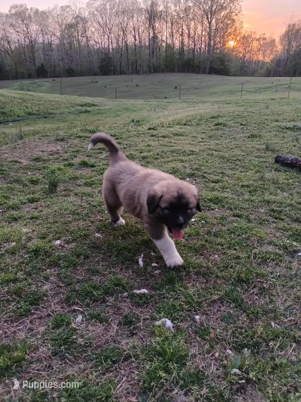 Boy 5 – Anatolian Shepherd Dog, Great Pyrenees puppy for sale in Milan, TN