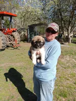Boy 5, a male Anatolian Shepherd Dog and Great Pyrenees for sale in Milan, TN – Photo 2 of 2
