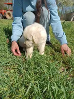 Girl 3, a female Anatolian Shepherd Dog and Great Pyrenees for sale in Milan, TN – Photo 3 of 3