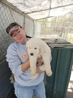 Girl 3, a female Anatolian Shepherd Dog and Great Pyrenees for sale in Milan, TN – Photo 2 of 3