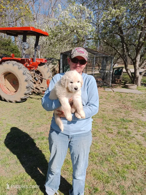 Girl 3 – Anatolian Shepherd Dog, Great Pyrenees puppy on hold in Milan, TN
