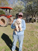 Girl 3, a female Anatolian Shepherd Dog and Great Pyrenees for sale in Milan, TN – Photo 1 of 3