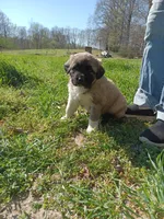 Boy 1, a male Anatolian Shepherd Dog and Great Pyrenees for sale in Milan, TN – Photo 2 of 4