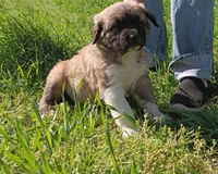 Boy 1, a male Anatolian Shepherd Dog and Great Pyrenees for sale in Milan, TN – Photo 1 of 4