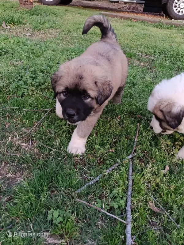 Boy 1 – Anatolian Shepherd Dog, Great Pyrenees puppy for sale in Milan, TN