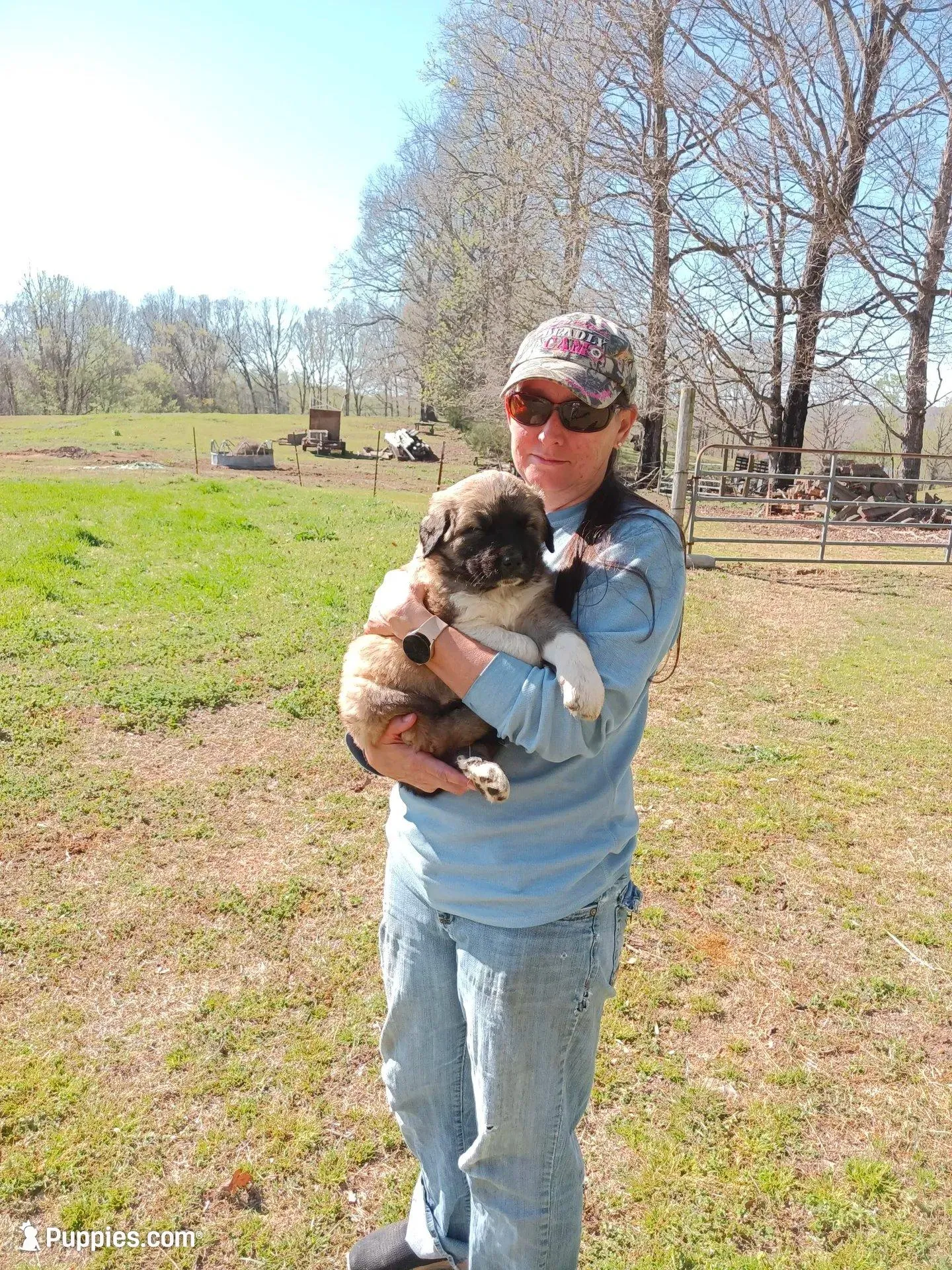 Boy 1, a male Anatolian Shepherd Dog and Great Pyrenees for sale in Milan, TN – Photo 4 of 4