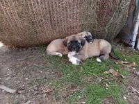 Boy 1, a male Anatolian Shepherd Dog and Great Pyrenees for sale in Milan, TN – Photo 3 of 4