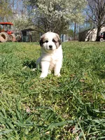 Girl 2, a female Anatolian Shepherd Dog and Great Pyrenees for sale in Milan, TN – Photo 2 of 4