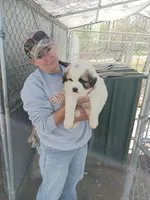 Girl 2, a female Anatolian Shepherd Dog and Great Pyrenees for sale in Milan, TN – Photo 4 of 4