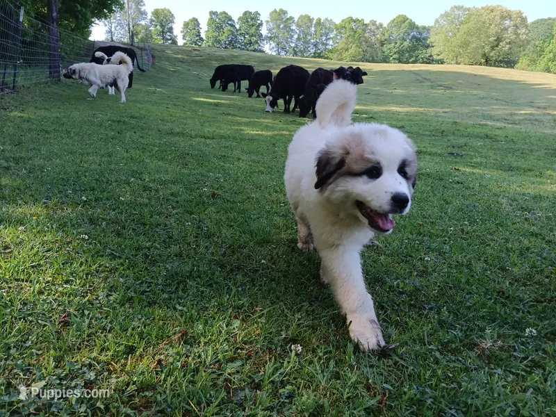 Girl 2 – Anatolian Shepherd Dog, Great Pyrenees puppy for sale in Milan, TN