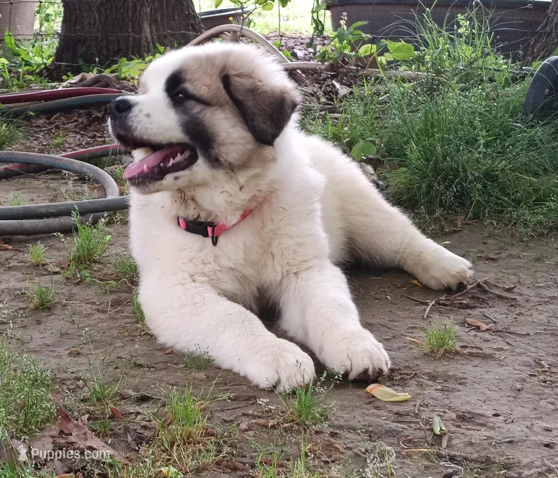 Girl 2 – Anatolian Shepherd Dog, Great Pyrenees puppy for sale in Milan, TN