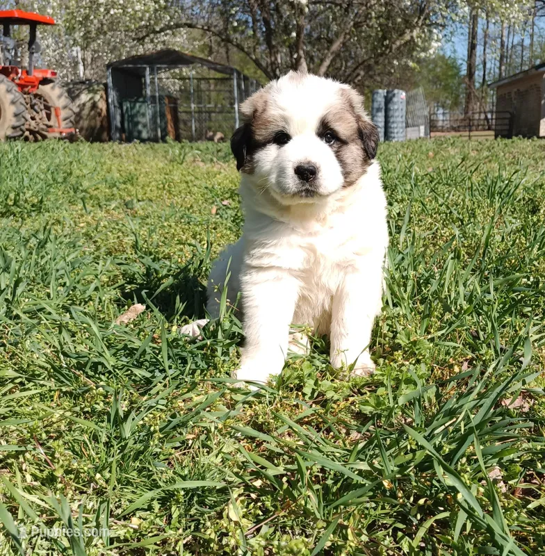 Girl 2 – Anatolian Shepherd Dog, Great Pyrenees puppy on hold in Milan, TN