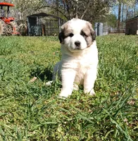 Girl 2, a female Anatolian Shepherd Dog and Great Pyrenees for sale in Milan, TN – Photo 1 of 4