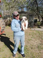 Girl 2, a female Anatolian Shepherd Dog and Great Pyrenees for sale in Milan, TN – Photo 3 of 4