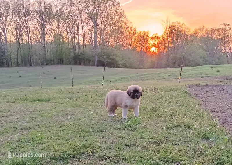 Boy 2 – Anatolian Shepherd Dog, Great Pyrenees puppy for sale in Milan, TN