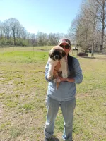 Boy2, a male Anatolian Shepherd Dog and Great Pyrenees for sale in Milan, TN – Photo 3 of 4