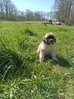 Boy2, a male Anatolian Shepherd Dog and Great Pyrenees for sale in Milan, TN – Photo 2 of 4